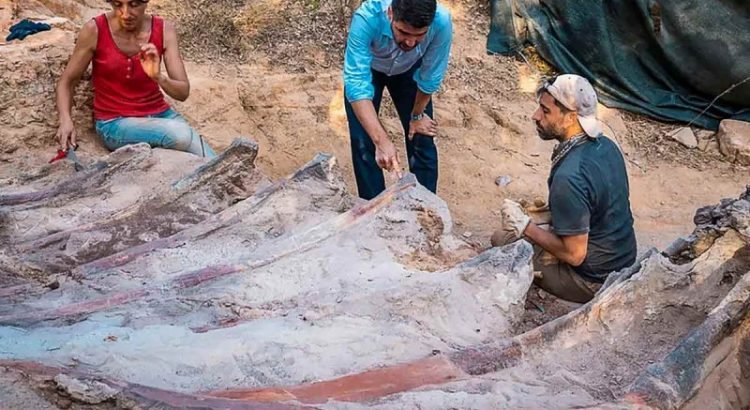 Hallan en Portugal un enorme dinosaurio saurópodo del periodo Jurásico