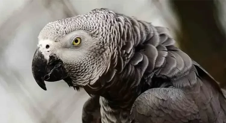 Por groseros ya no aguantan a los loros del zoológico