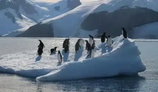 Trump impone aranceles a islas habitadas sólo por pingüinos Trump impone aranceles a islas habitadas sólo por pingüinos