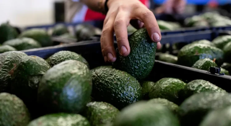 La Comisión del Aguacate de California elogia la reorganización del USDA