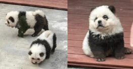Zoológico da a los visitantes perro por panda