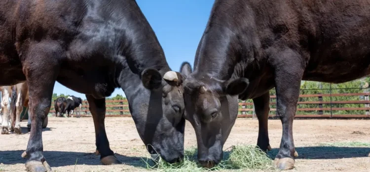 El último matadero de vacas de Los Ángeles cierra en Pico Rivera.